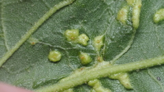 Aceria guazumae