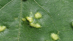Aceria guazumae