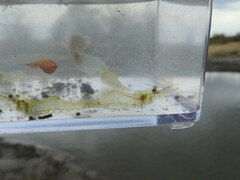 Palaemon kadiakensis