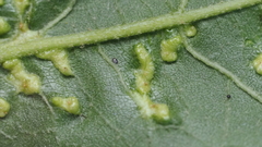 Aceria guazumae