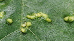 Aceria guazumae