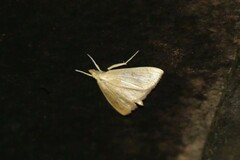 Pyraustinae