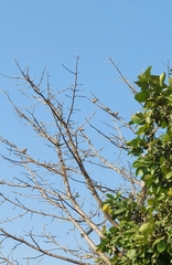 Streptopelia decaocto