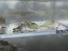 Palaemon kadiakensis