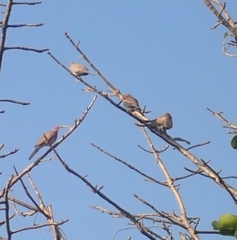 Streptopelia decaocto