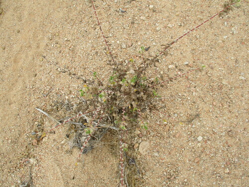 Image of Forsskaolea hereroensis by no rights reserved
