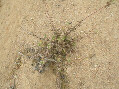 Forsskaolea hereroensis
