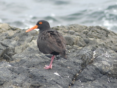Haematopus fuliginosus