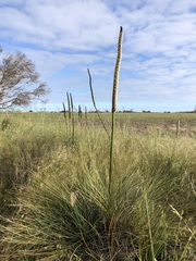 Xanthorrhoea caespitosa