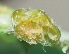 Aceria guazumae