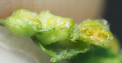 Aceria guazumae