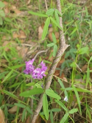 Glycine tabacina