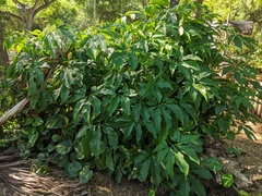 Syngonium podophyllum