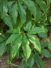 Syngonium podophyllum