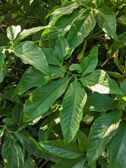 Syngonium podophyllum