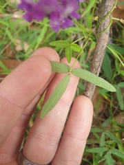 Glycine tabacina