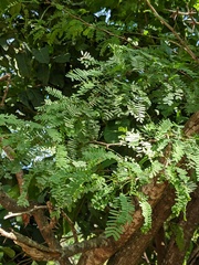 Prosopis juliflora