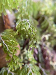 Hymenophyllum lanceolatum