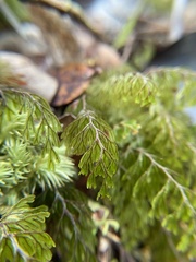 Hymenophyllum lanceolatum