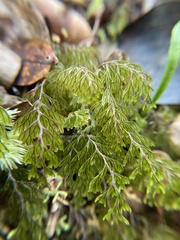 Hymenophyllum lanceolatum