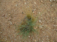 Polygala guerichiana