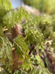 Hymenophyllum lanceolatum