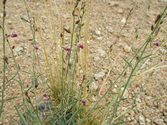 Polygala guerichiana