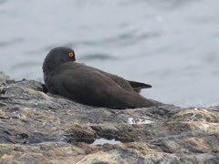 Haematopus fuliginosus