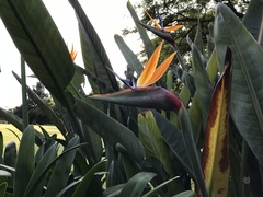 Strelitzia reginae