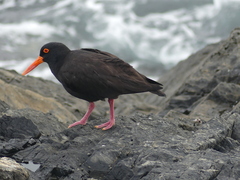 Haematopus fuliginosus