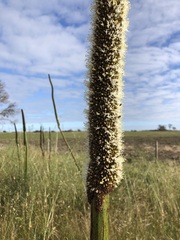 Xanthorrhoea caespitosa