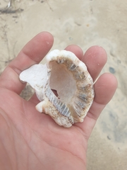 Monoplex parthenopeus