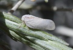 Flatormenis saucia