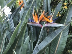 Strelitzia reginae