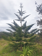 Araucaria