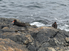 Haematopus fuliginosus