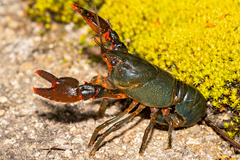 Euastacus suttoni