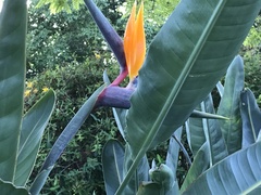 Strelitzia reginae