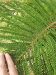 Araucaria