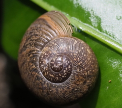 Zachrysia provisoria