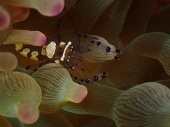 Ancylocaris brevicarpalis