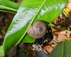 Zachrysia provisoria