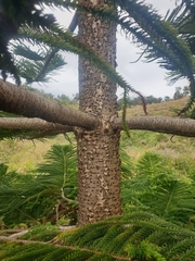 Araucaria