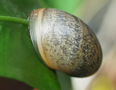 Zachrysia provisoria