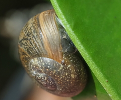 Zachrysia provisoria