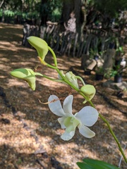 Dendrobium