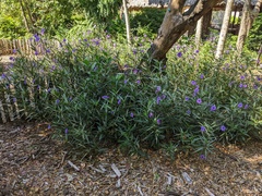 Ruellia simplex