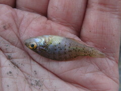 Lepomis humilis
