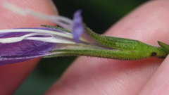 Ruellia simplex