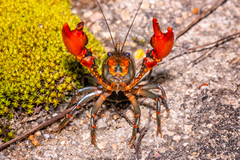 Euastacus suttoni